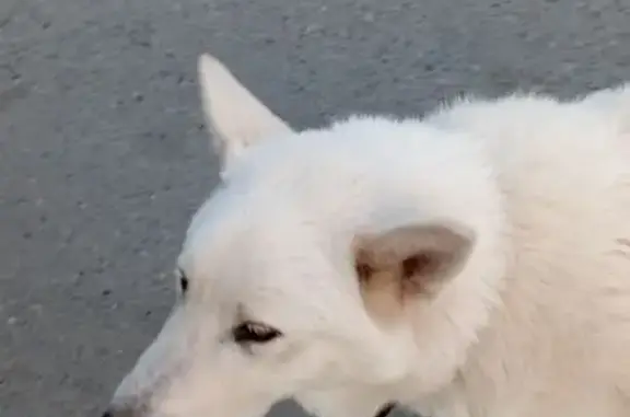 Найдена собака, Арамиль, фото: Лайка найдена: Пролетарская ул., Арамиль