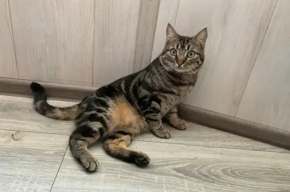 Пропала кошка, Творческая ул., Ростов-на-Дону