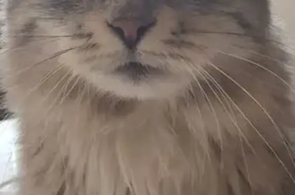 Пропала сибирская кошка, Первомайская 20