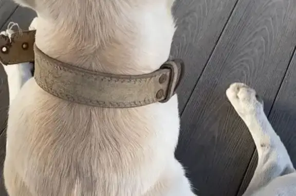 Найдена собака, Мысхако, фото: Лабрадор найден в Мысхако, Новороссийская 1