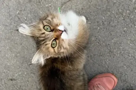 Кошка найдена: 2-й пр. Гастелло, Тула