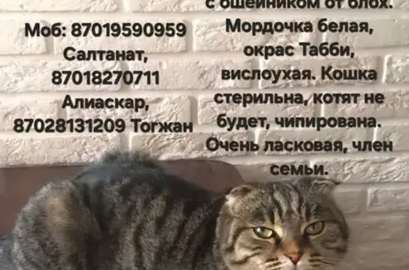 Кошки потеряшки, Алматы, фото: Потеряшка кошка, Онежская 11, Алматы