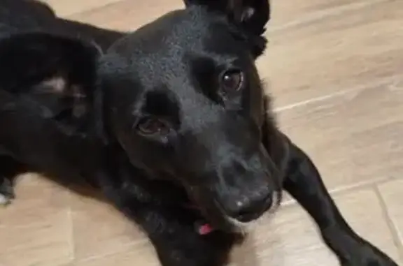 Пропала собака на Воровского, 60, Симферополь