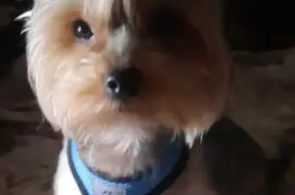 Пропала собака на Дальней, 28, Горнозаводск