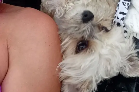 Пропала собака, Крестьянская ул. 117