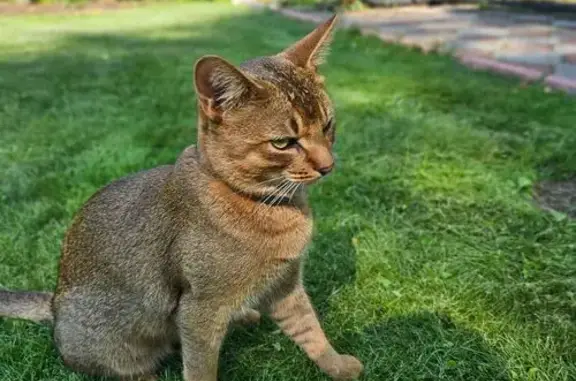 Кошки потеряшки, Московская область, фото: Потеряшка кошка, Комягинское шоссе