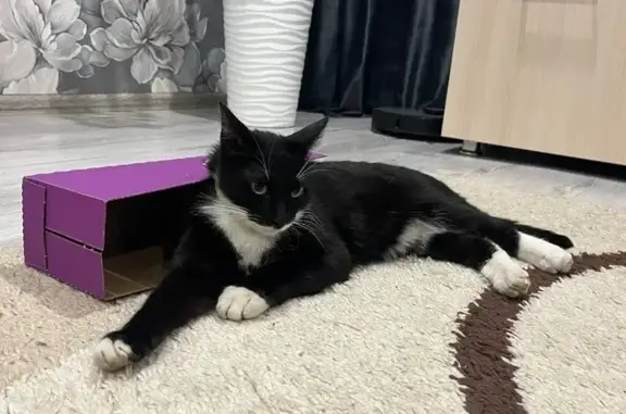 Кошки потеряшки, Ульяновск, фото: Потеряшка кот Барсик, переулок Дружбы, Ульяновск