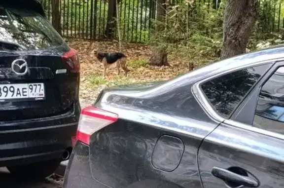 Собака найдена на Лавочкина, 6, Москва