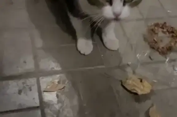 Кошка найдена, Качалова 84, Казань