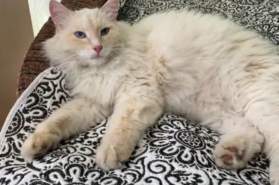 Кошки потеряшки, Костенеевское, фото: Потеряшка кошка, Костенеевское, Татарстан