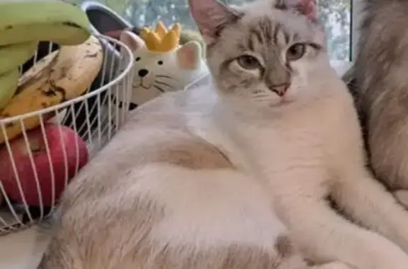 Кошки потеряшки, Ивантеевка, фото: Потеряшка котенок, Школьная ул., Ивантеевка