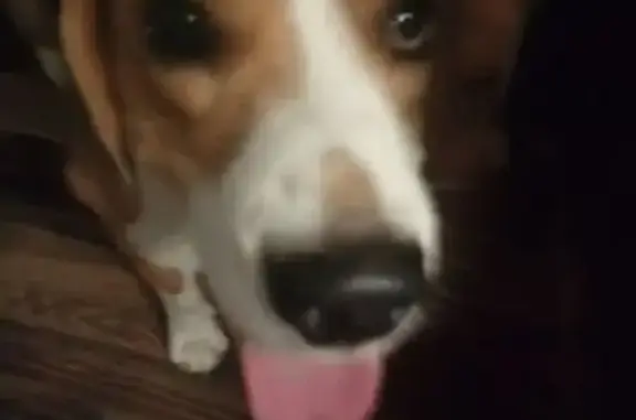 Собака найдена на бульваре 60-летия Октября