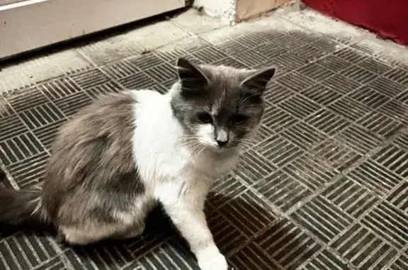 Кошка найдена на Раздольной 76/2, Орёл