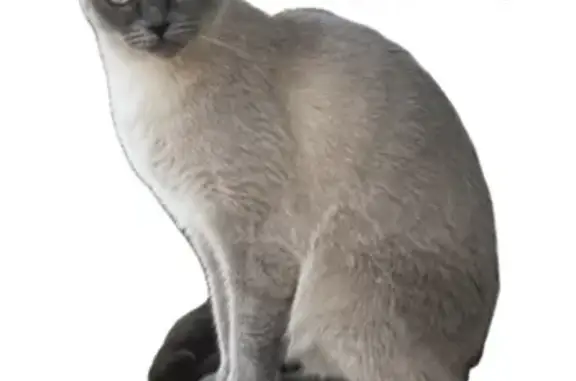 Кошки потеряшки, Сухарево, фото: Потеряшка сиамская кошка, ул. Карпенко