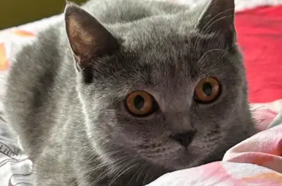 Пропала кошка, 3-й Кольцевой проезд, 2/46