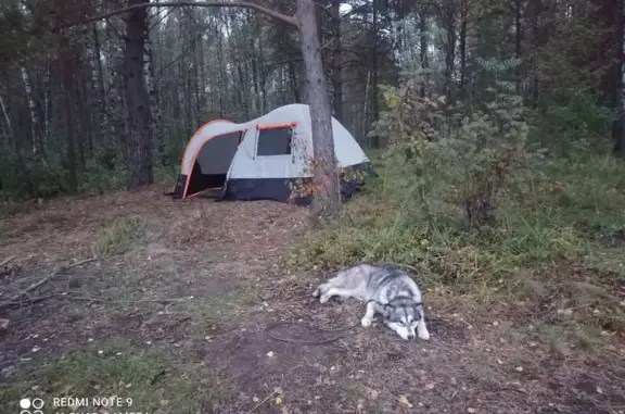 Пропала собака, ул. Чкалова 53, Ярославль