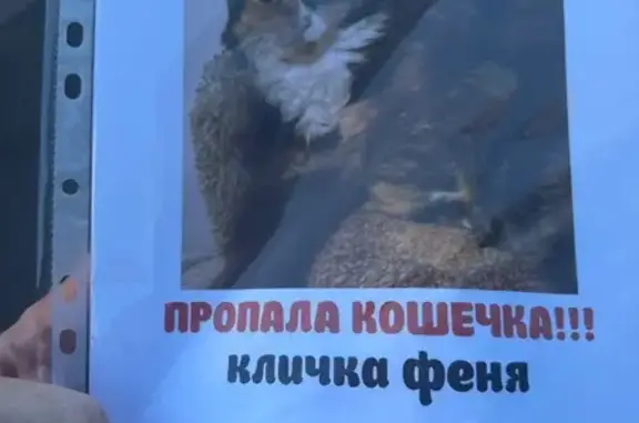 Пропала кошка, Серебристый бульвар, СПб