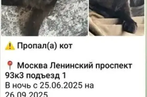 Пропала кошка, Ленинский проспект 93 к3