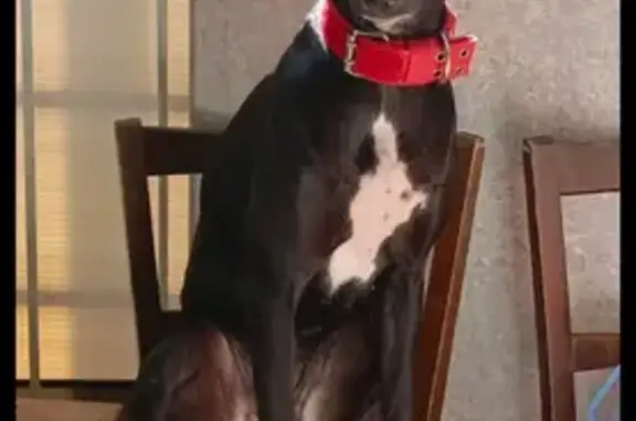 Пропала собака на Сапёрном проезде, 14