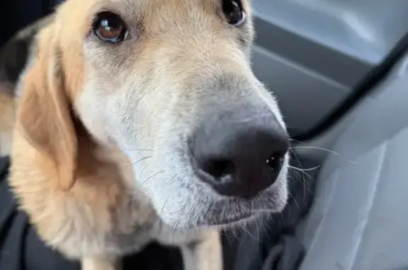 Найдена гончая, д. Рылово, Грязовецкий р.