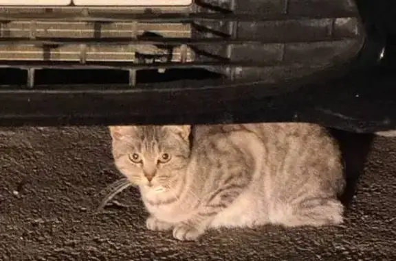 Найдена кошка, Саратов, фото: Кошка найдена, Н. Нишнева 4, Саратов