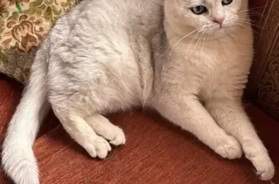 Кошки потеряшки, Москва, фото: Потеряшка кошка, Москва, Британская шиншилла
