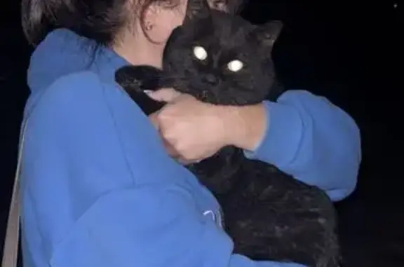 Найдена кошка, Московская область, фото: Кошка найдена: КП Карцево, Истринский район