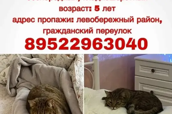 Пропала кошка, Воронеж, Гражданский пер., 1