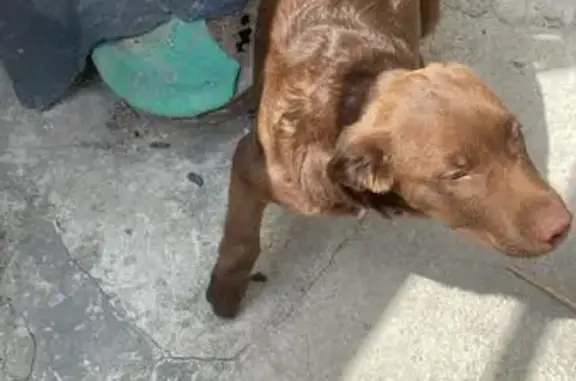 Пропала собака, ул. Гольмана, Новороссийск