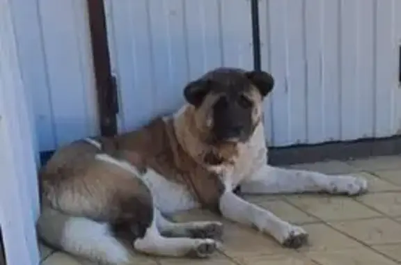 Найдена собака, Краснодарский край, фото: Собака найдена в ст. Тбилисской, Краснодарский край