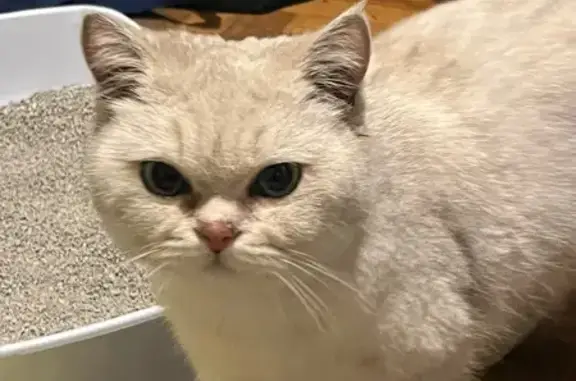 Найдена кошка, Лахтинская ул., д.9