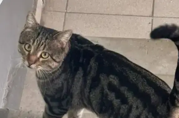 Пропала кошка, Красноармейское шоссе