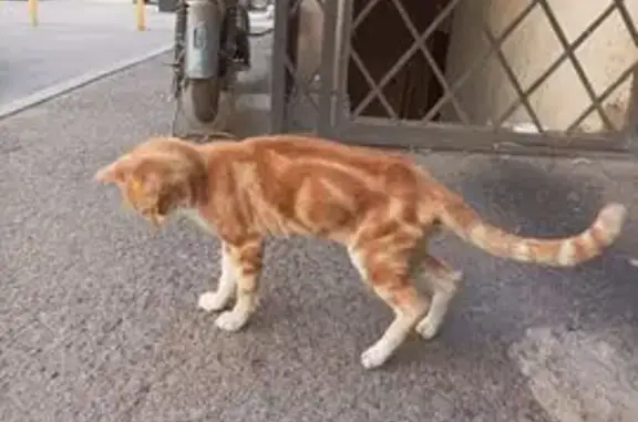 Найдена кошка, Краснодарский край, фото: Кошка найдена в Краснодаре, р-н Шанхай