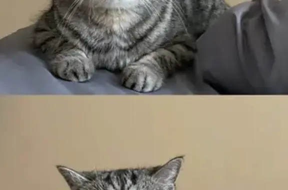 Кошки потеряшки, Нальчик, фото: Потеряшка кошка, Пионерская 37, Нальчик