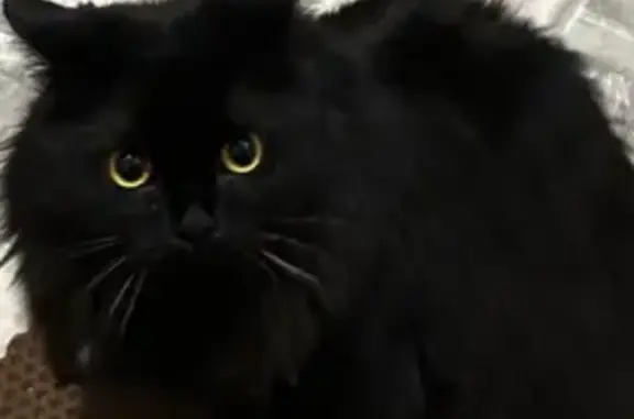 Пропала кошка на Комсомольской, 16к4, Дмитров