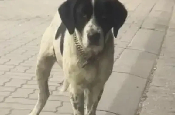 Найдена собака, Тургеневское, фото: Собака найдена: Тургеневское с/п, Крым