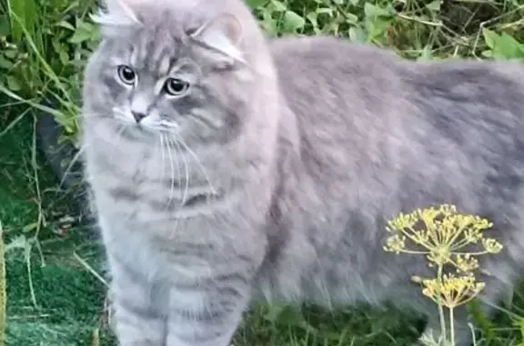 Кошки потеряшки, Санкт-Петербург, фото: Потеряшка кошка, Вавиловых 11 к6, СПб