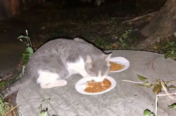 Найдена кошка, Санкт-Петербург, фото: Найдена кошка, Искровский пр., 9, СПб