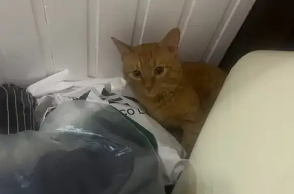 Потерянные животные Чебаркуль, фото: Пропала кошка, ул. Ленина 11, Чебаркуль