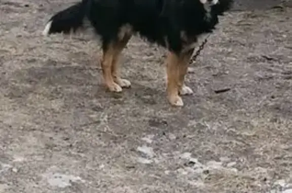 Собаки потеряшки, , фото: Потеряшка собака, 42К-730, Сторожевая Слобода