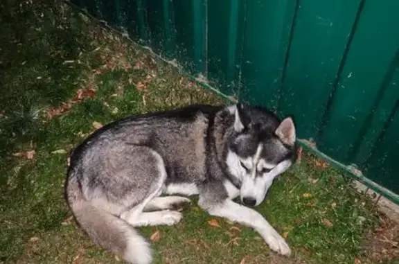 Найдена собака, Домодедово, фото: Собака найдена у Каширское ш., Домодедово