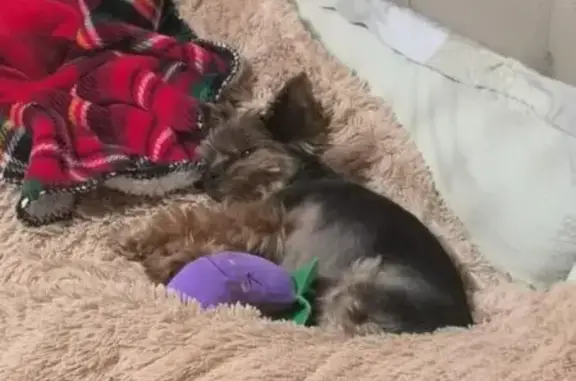 Собаки потеряшки, Тамбов, фото: Потеряшка собака, Магистральная ул, 39 к3