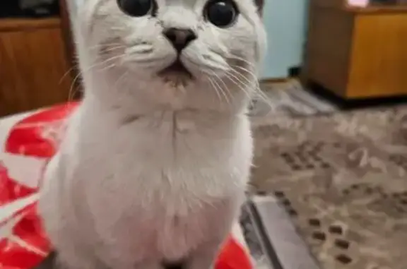 Пропала кошка, Мостовой пер., Свободный