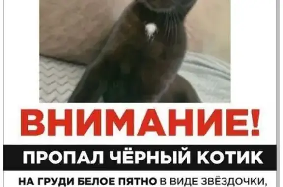 Кошки потеряшки, , фото: Потеряшка кошка, ул. Елены Чайковской