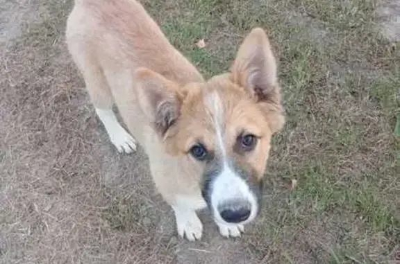 Пропала собака у остановки 