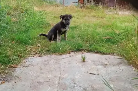 Найдена собака, Якутск, фото: Щенок найден: Лермонтова 72/1, Якутск