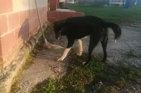 Чёрный кобель найден на Кузовлевском, 6