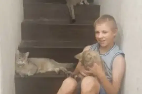 Пропала кошка, 5-й Архангельский пр-д, 1