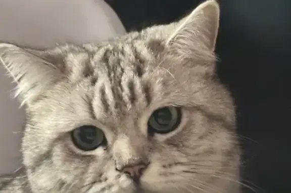 Пропала кошка в СНТ Заозерное, 36 км