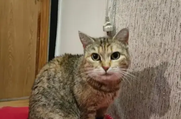 Найдена кошка, , фото: Найдена кошка, ул. Бородина, 7, Пенза